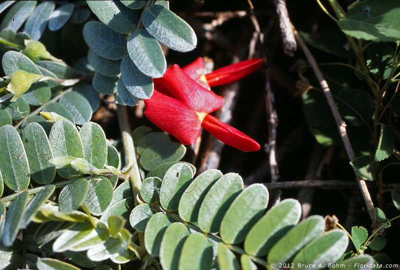 Sesbania tomentosa