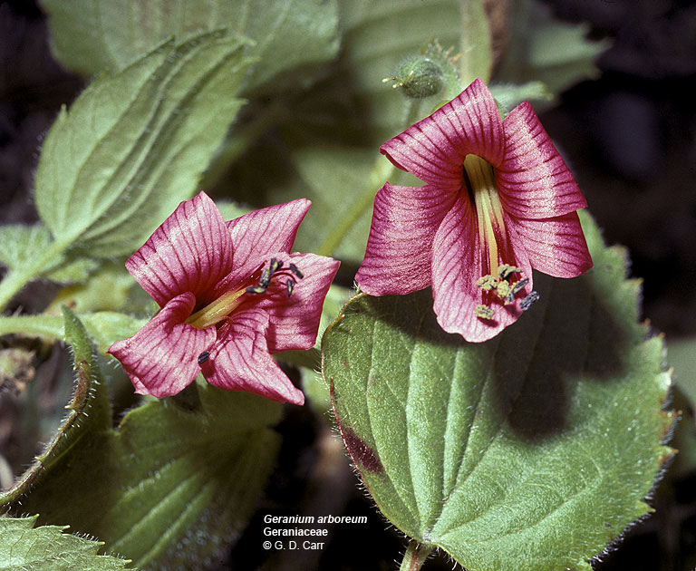 Flowering Plants of Hawaii