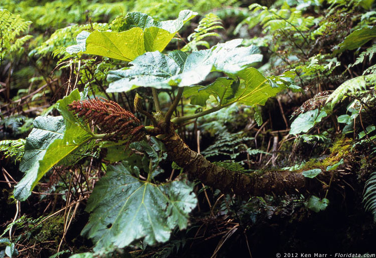 Gunnera kauaiensis