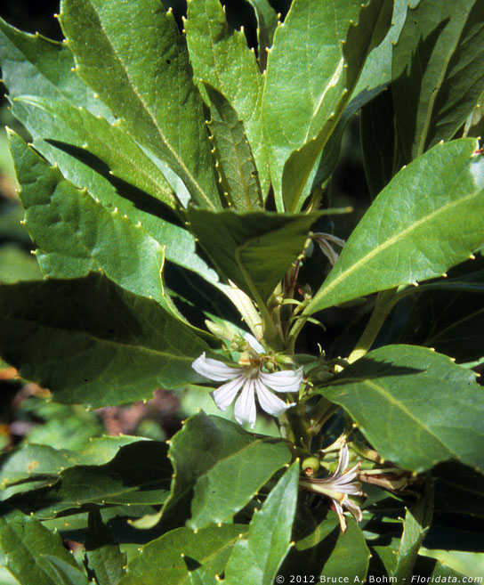 Scaevola chamissoniana