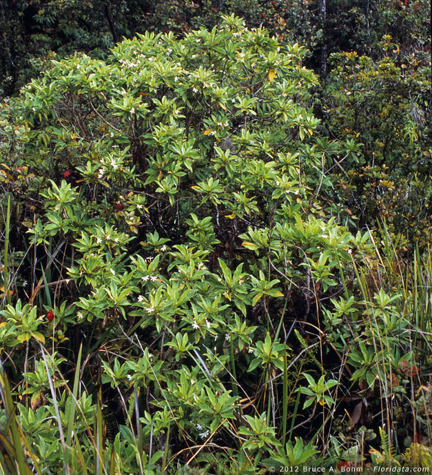 Scaevola procera