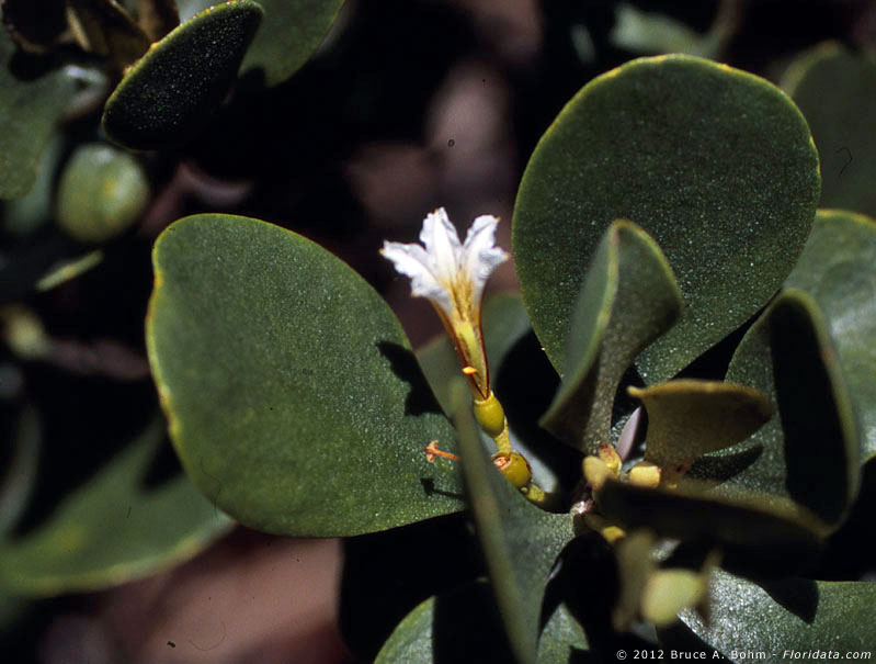 Scaevola coriaceae