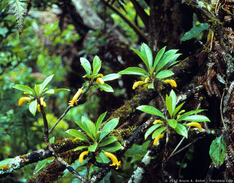 Scaevola glabra