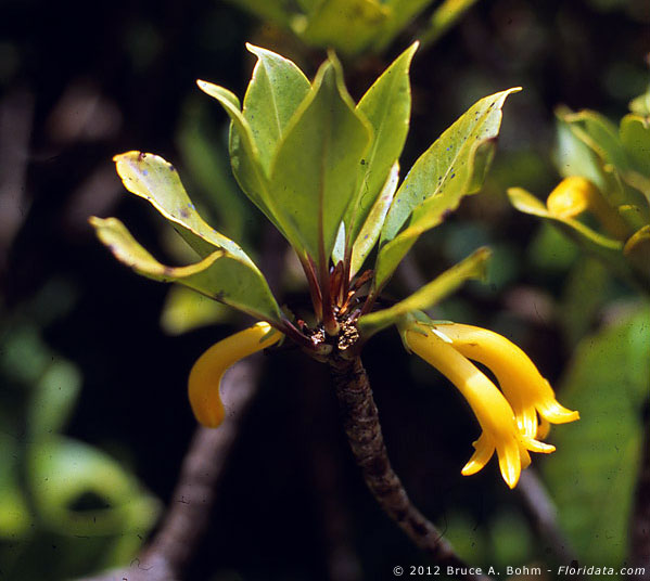 Scaevola glabra