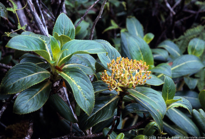 Broussaisia arguta
