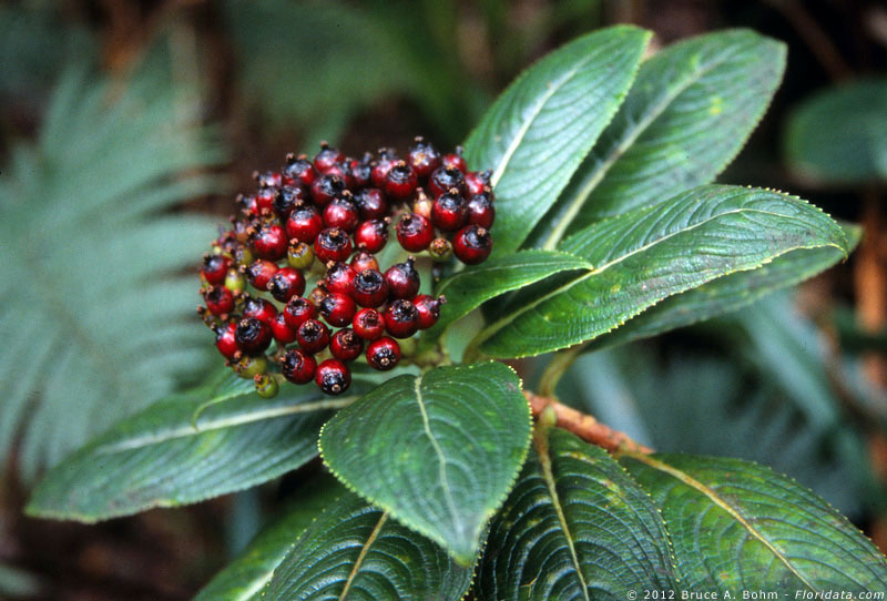 Broussaisia arguta