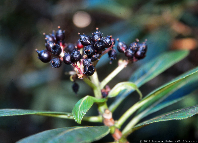Broussaisia arguta