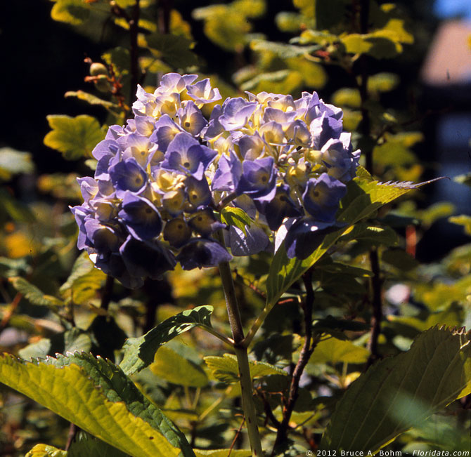 Hydrangea macrophylla