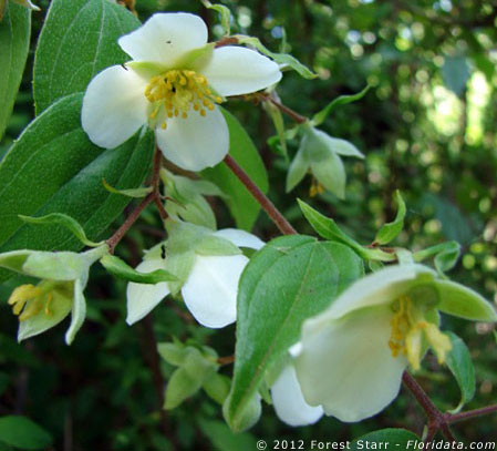 Philadelphus karwinskyanus