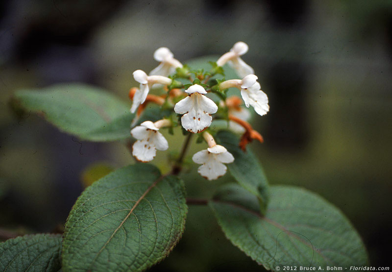 Phyllostegia vestita