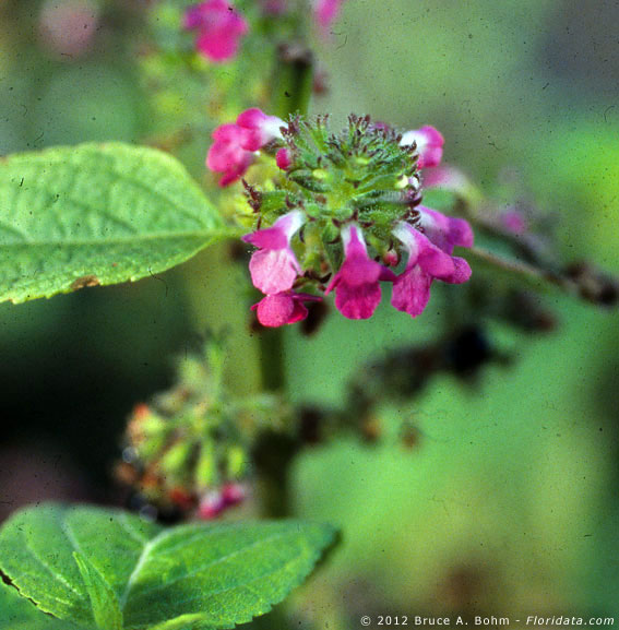 Phyllostegia floribunda