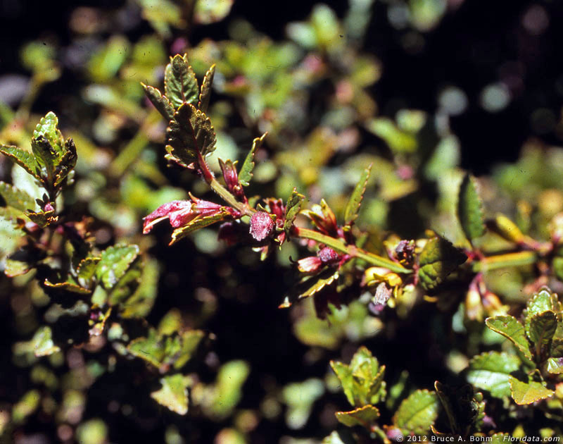 Stenogyne microphylla