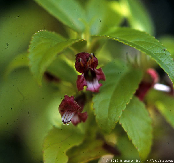 Stenogyne purpurea