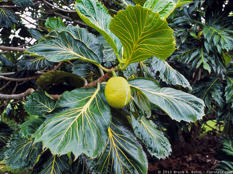 Artocarpus altilis