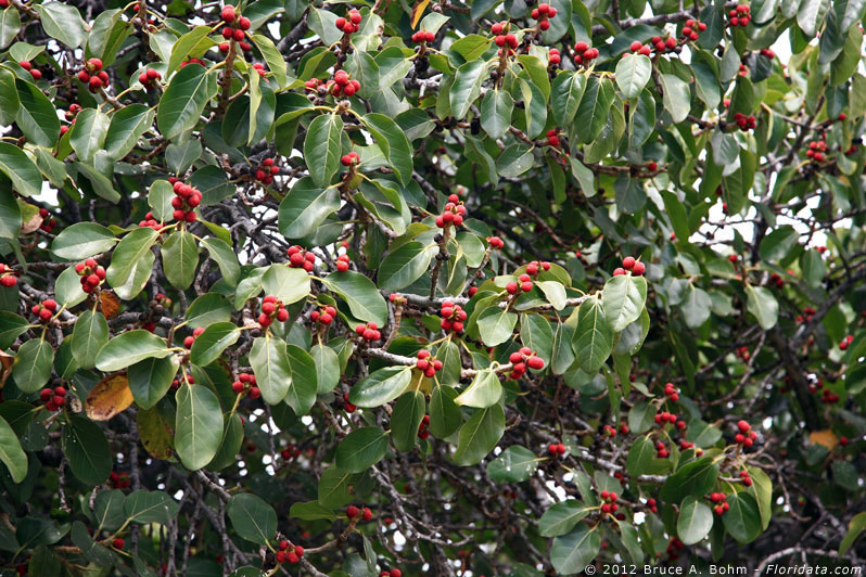 Ficus bengalensis