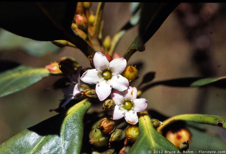 Ficus bengalensis