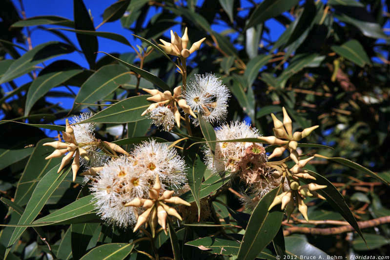 Eucalyptus robusta