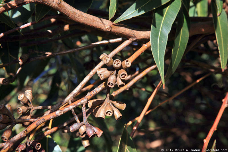Eucalyptus robusta