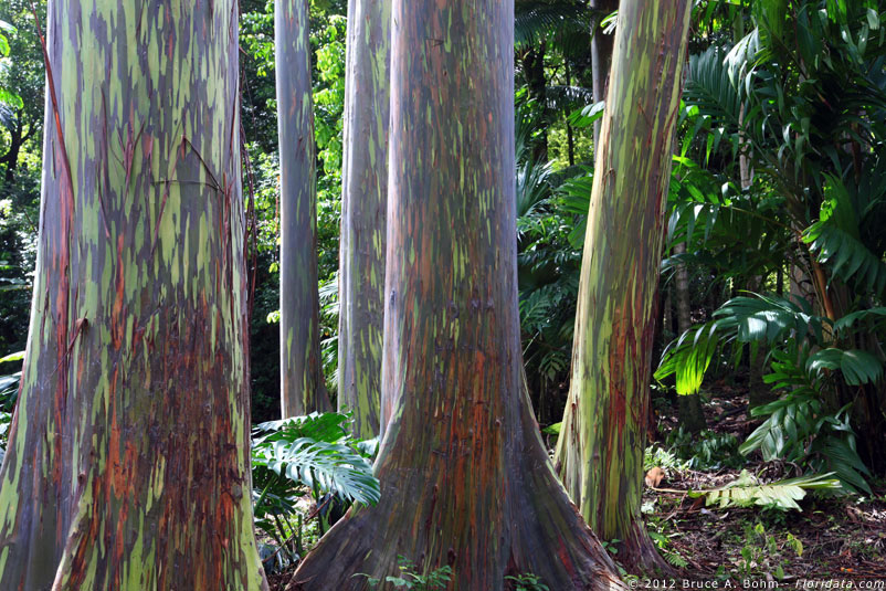 Eucalyptus deglupta