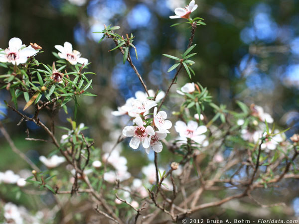 Leptospermum scoparium