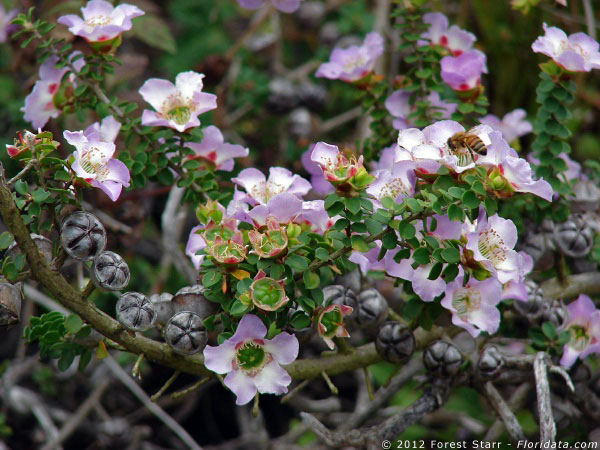Leptospermum rotundifolium