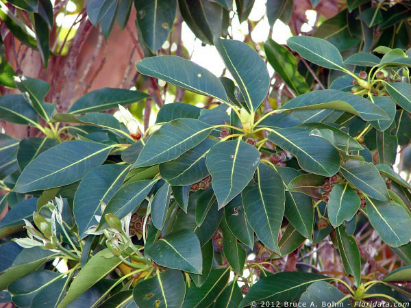 Syzygium malaccense