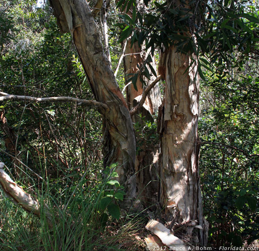 Melaleuca quinquinervia
