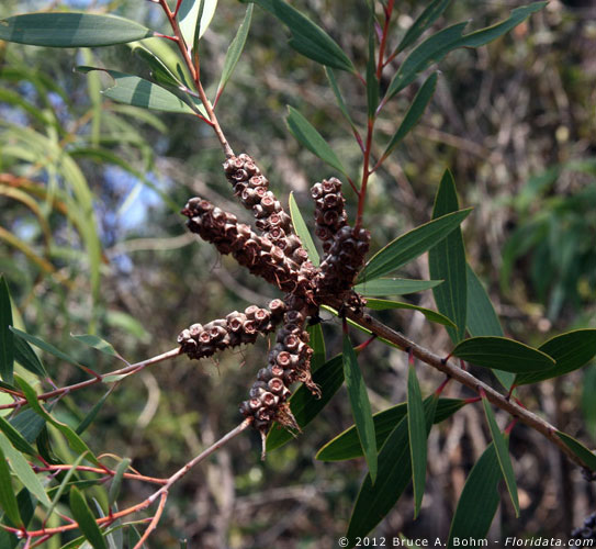 Melaleuca quinquinervia