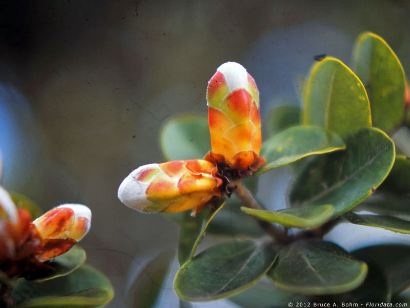 Metrosideros polymorpha