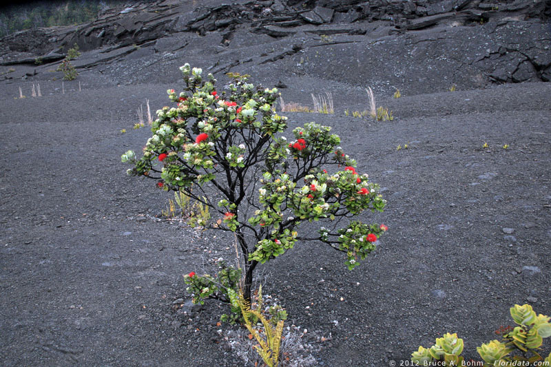 Metrosideros polymorpha