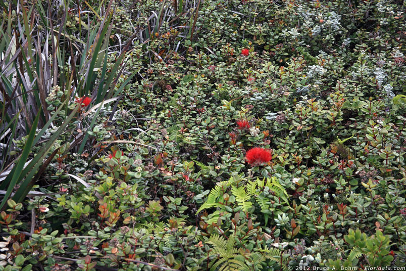 Metrosideros polymorpha