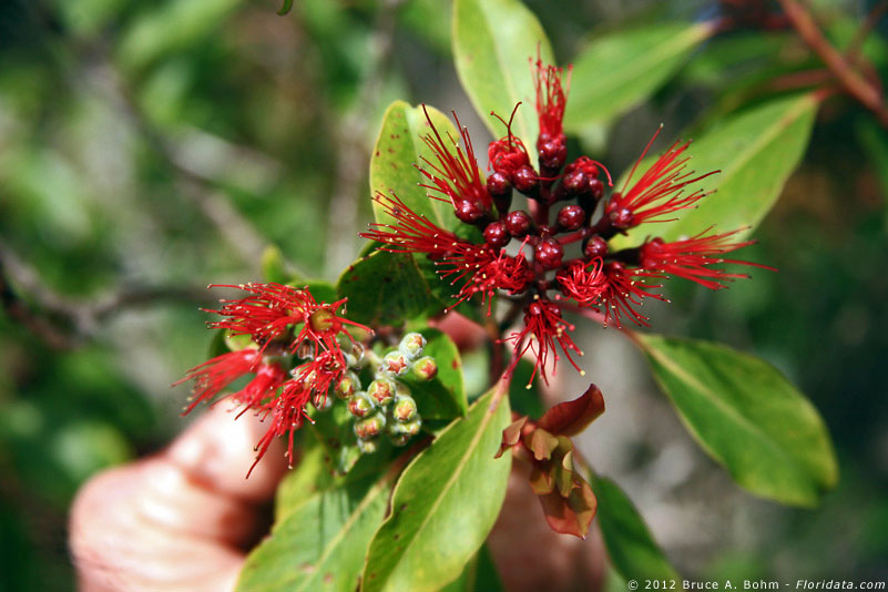Metrosideros polymorpha