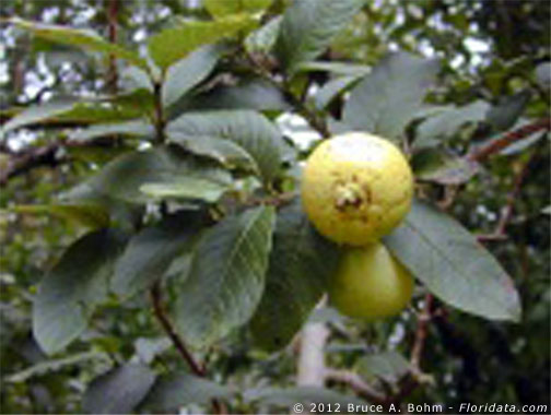 Psidium guajava