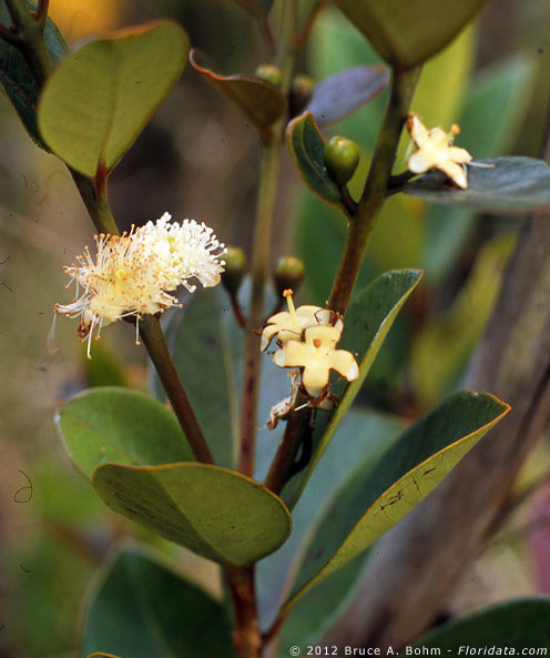 Psidium cattleianum