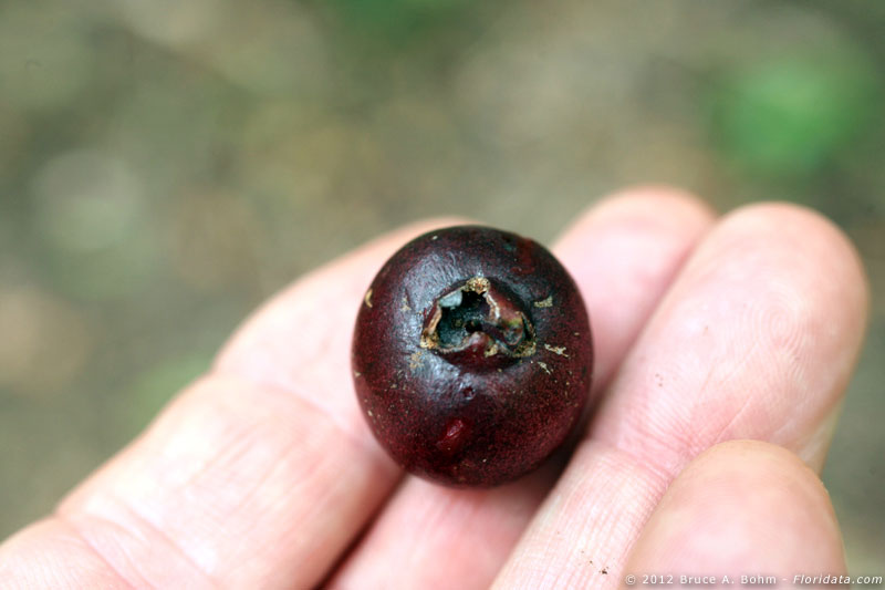 Psidium cattleianum
