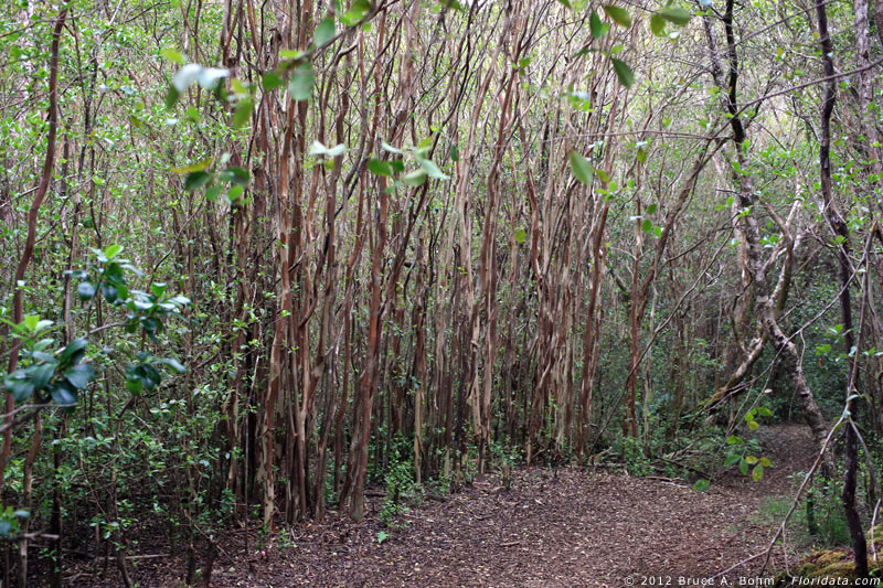 Psidium cattleianum