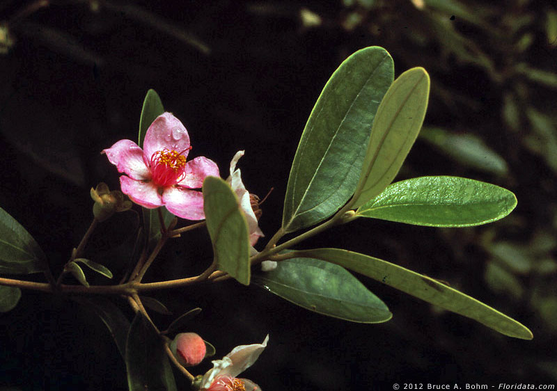 Rhodomyrtus tomentosa