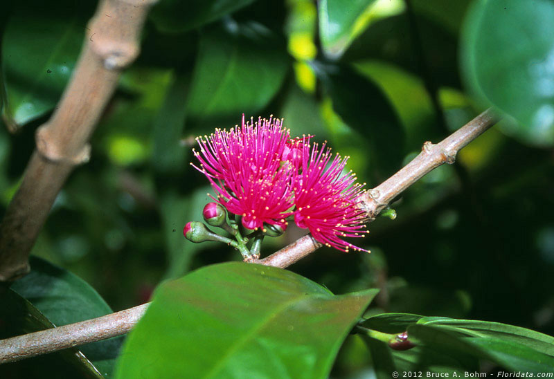 Syzygium malaccense