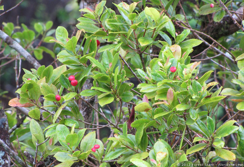 Syzygium sandwicensis