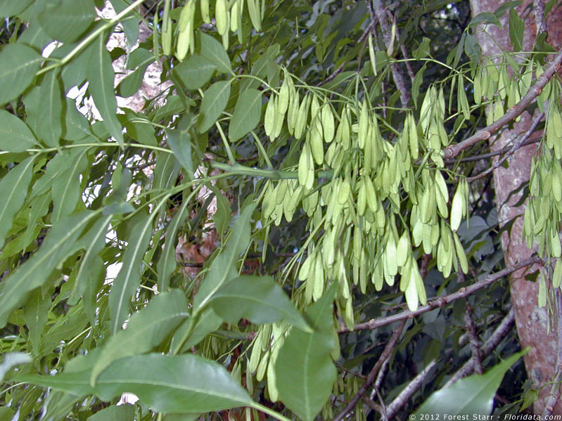 Fraxinus uhdei