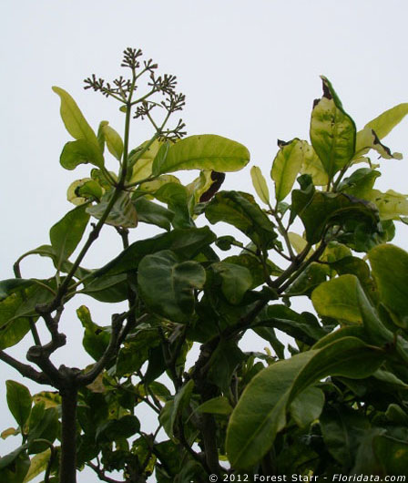 Pisonia brunoniana
