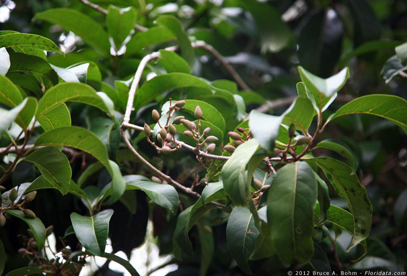 Pisonia sandwicensis