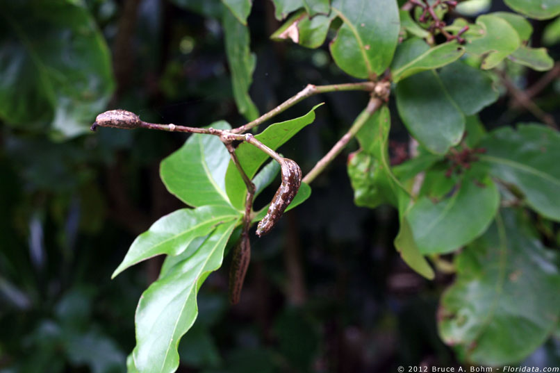 Pisonia wagneriana