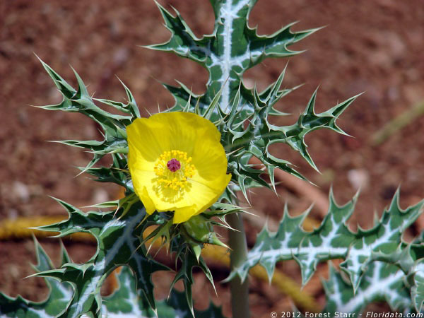 Argemone mexicana