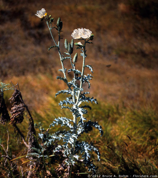 Argemone glauca var. glauca