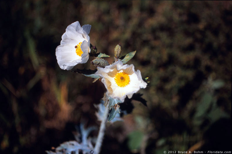 Argemone glauca var. glauca