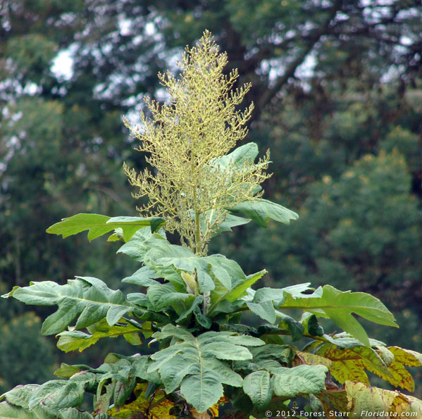 Bocconia frutescens