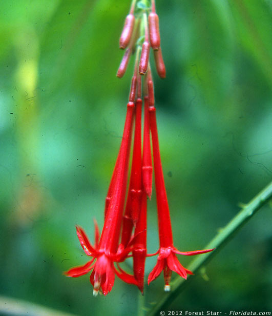 Fuchsia boliviana