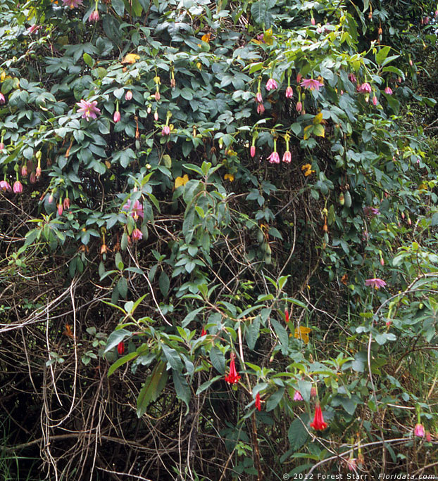 Fuchsia boliviana