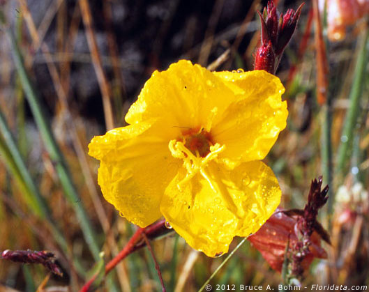 Oenothera stricta